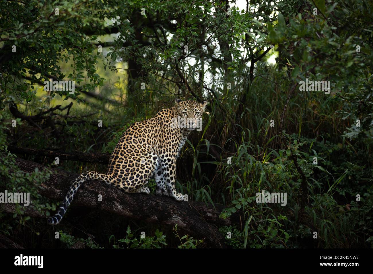 A leopard, Panthera pardus, sits on a branch, direct gaze Stock Photo
