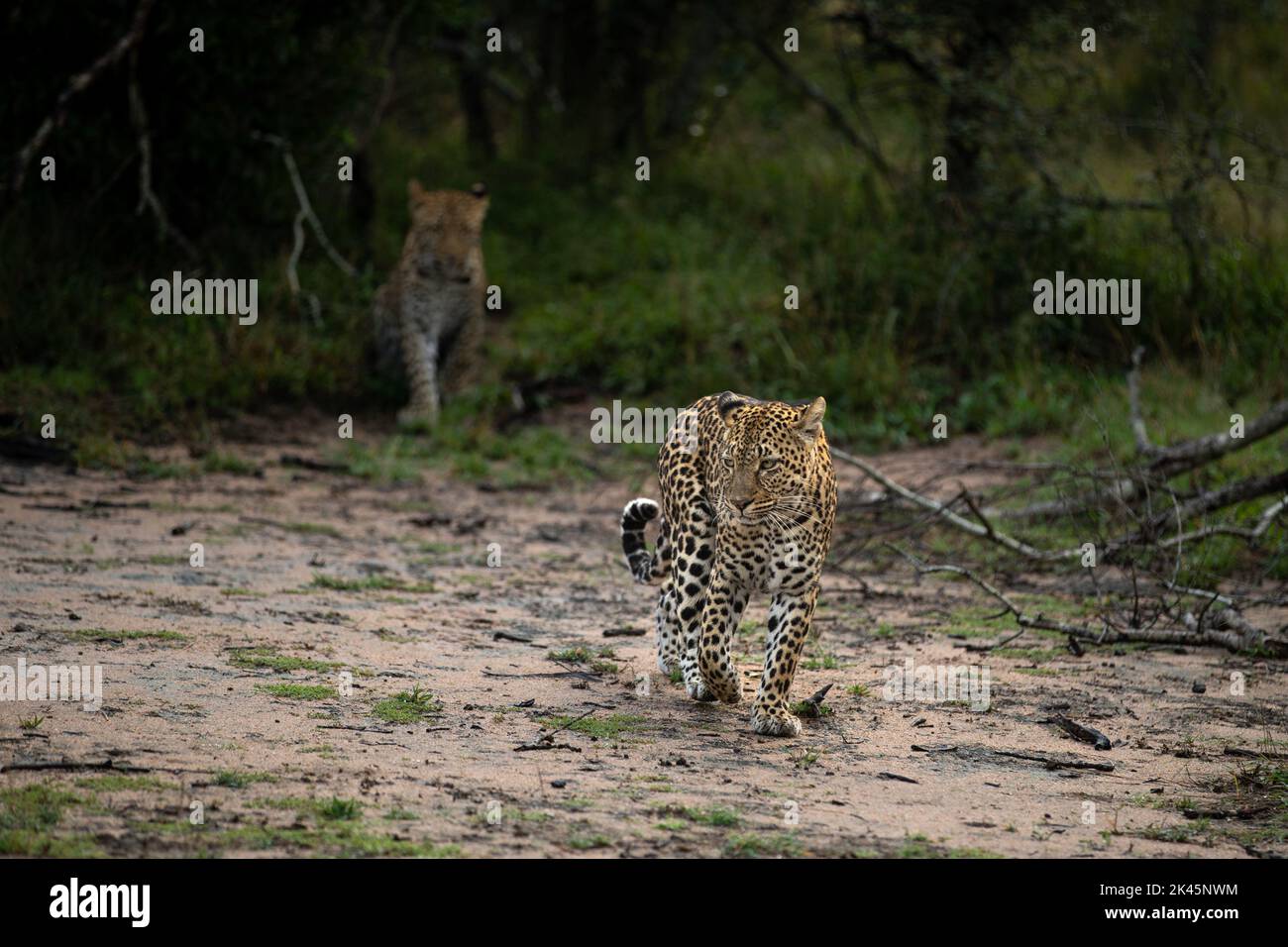 A leopard, Panthera pardus, walks with its cub following behind. Stock Photo