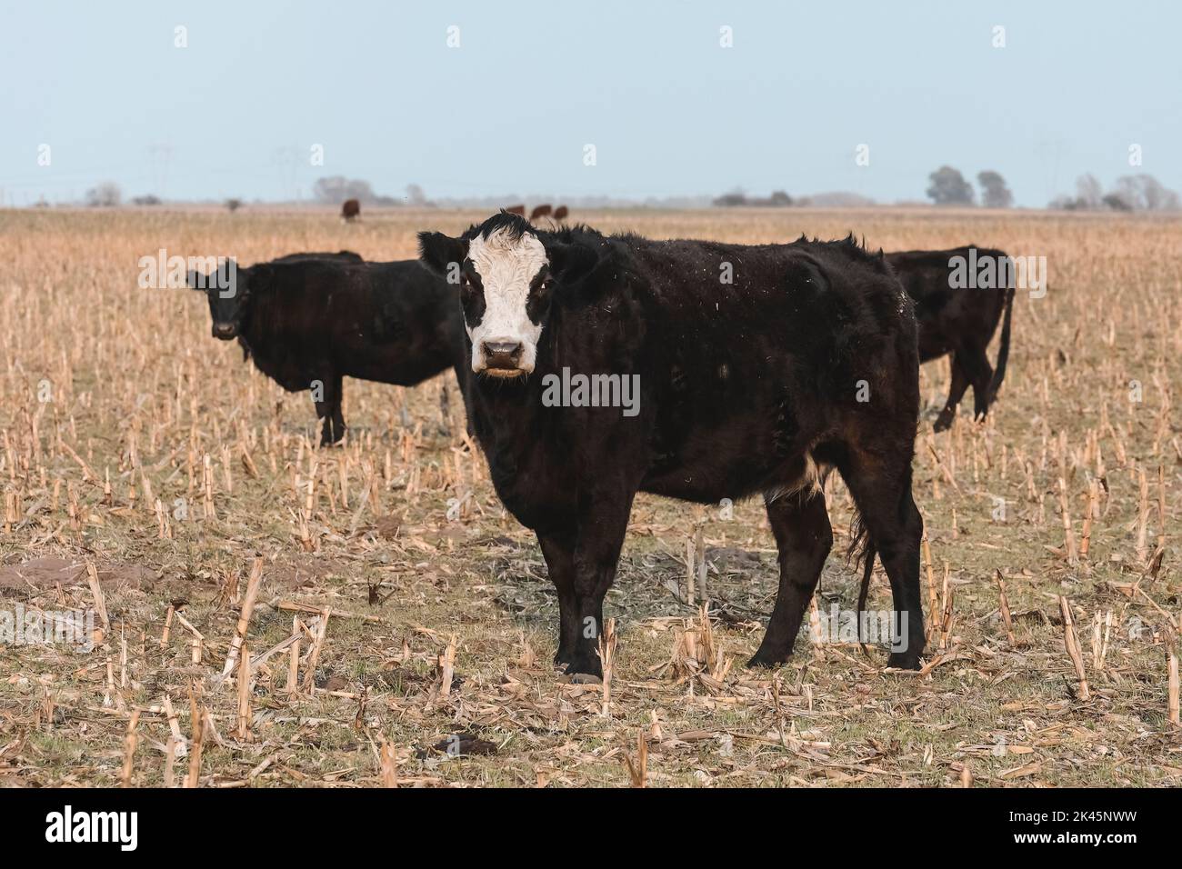 Cows raised with natural pastures, meat production in the Argentine ...