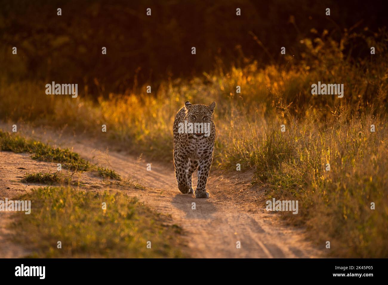 A leopard, Panthera pardus, walks along a road, backlit Stock Photo
