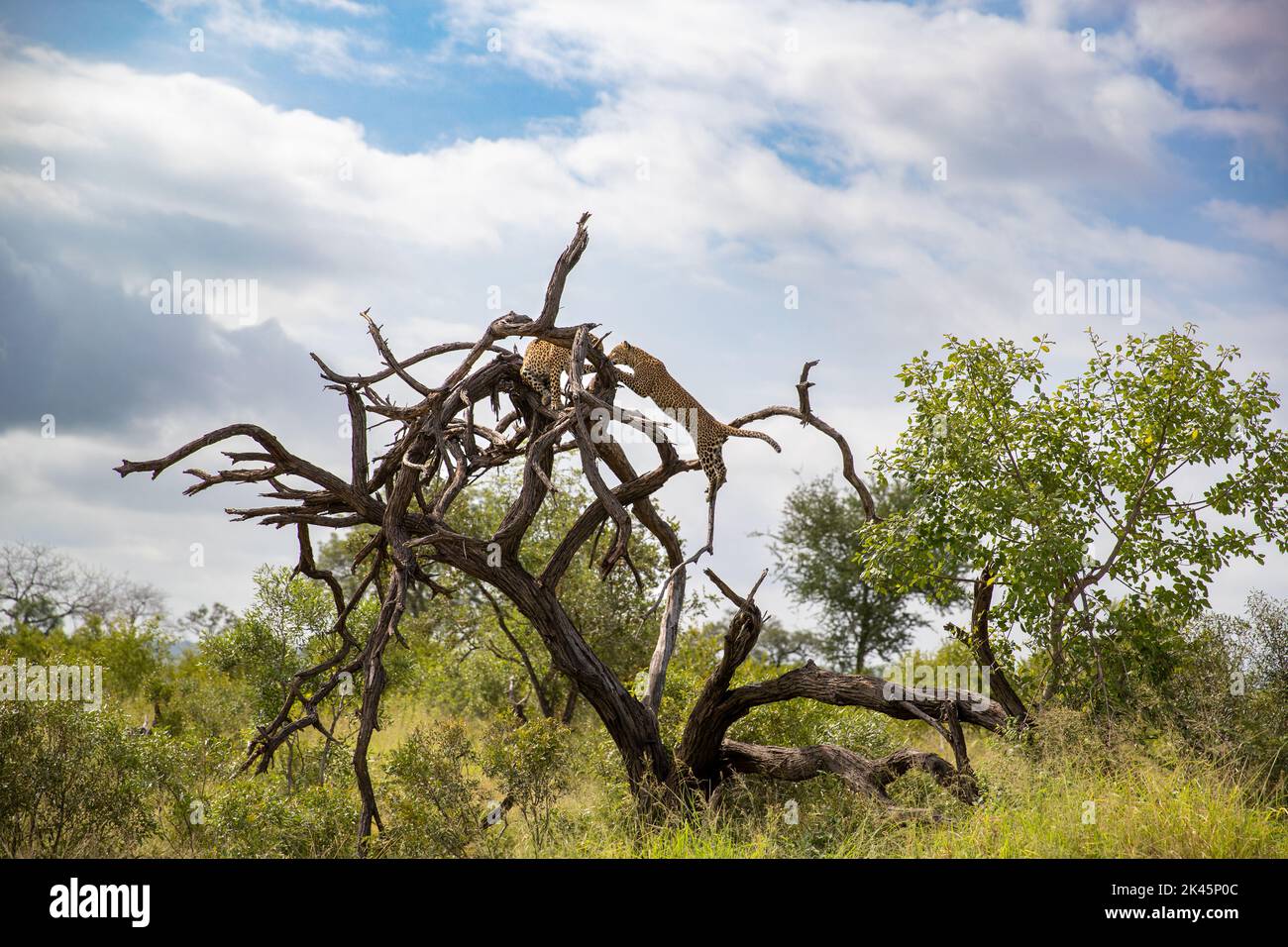 Two leopards, Panthera pardus, climb a dead tree Stock Photo
