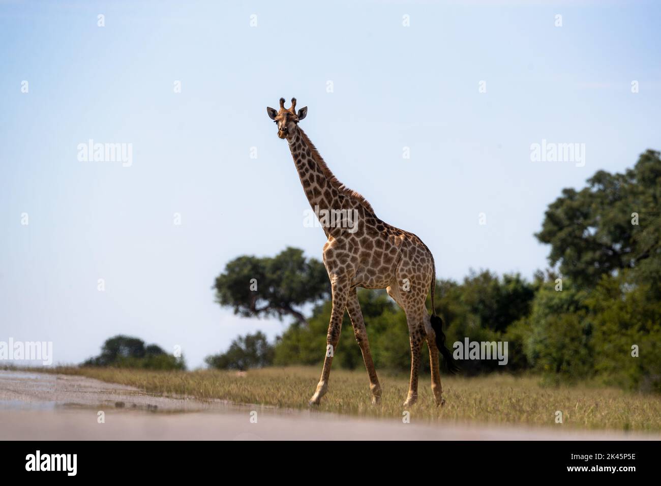 A giraffe, Giraffa, stands in short grass and looks forward Stock Photo