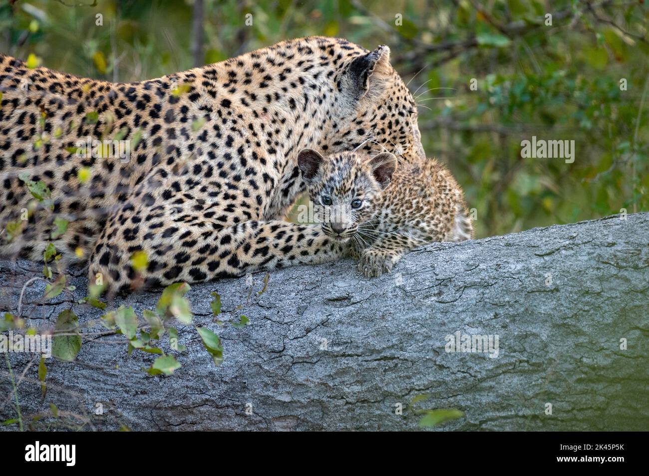 A leopard and her cub, Panthera pardus, lie down together on a log while the leopard cleans her cub Stock Photo