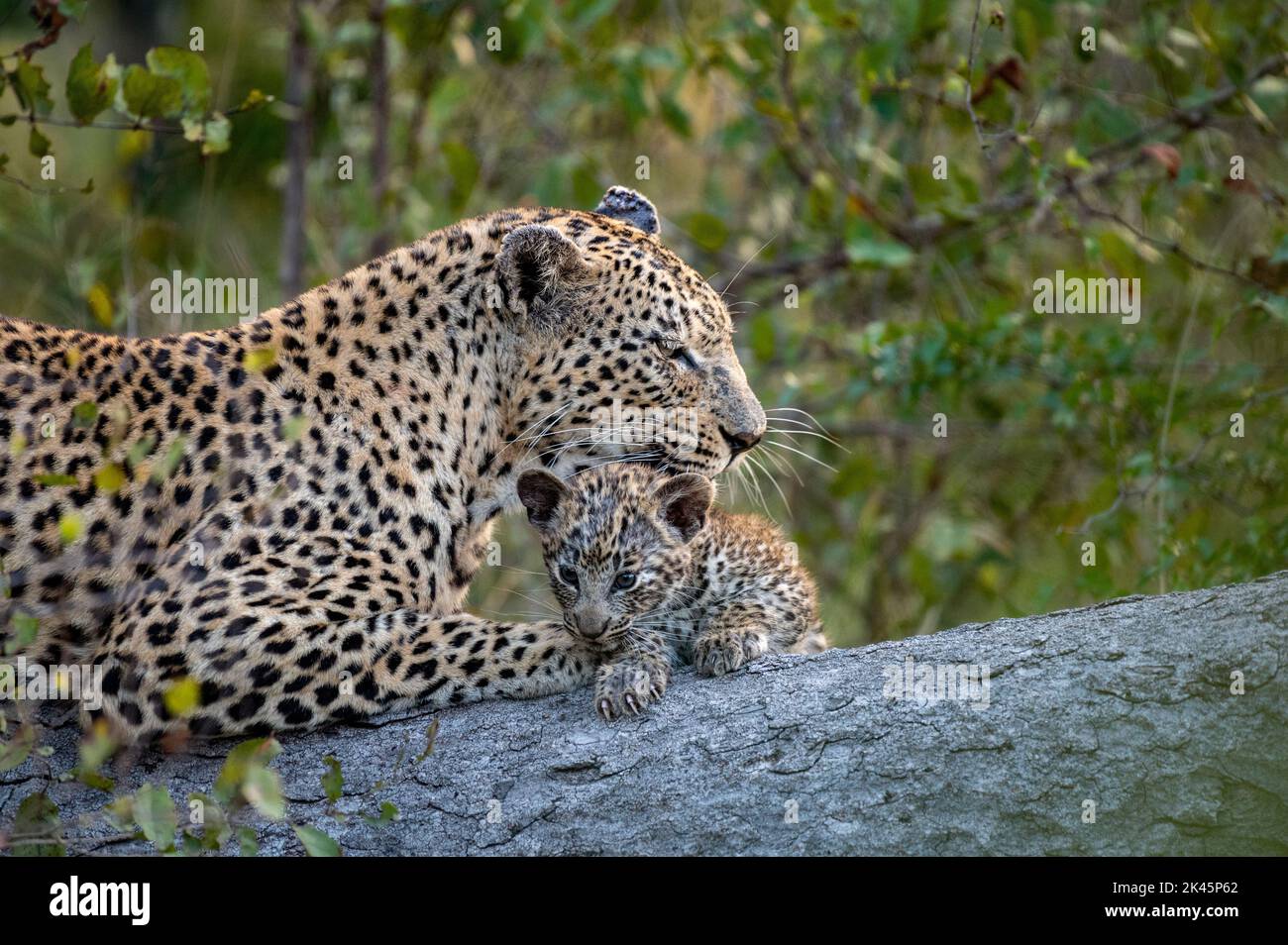 A leopard and her cub, Panthera pardus, lie down together on a log while the leopard cleans her cub Stock Photo