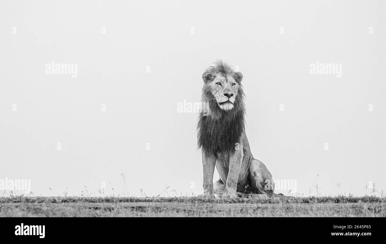 A male lion, Panthera leo, sits down and stares off into the distance, in black and white Stock Photo