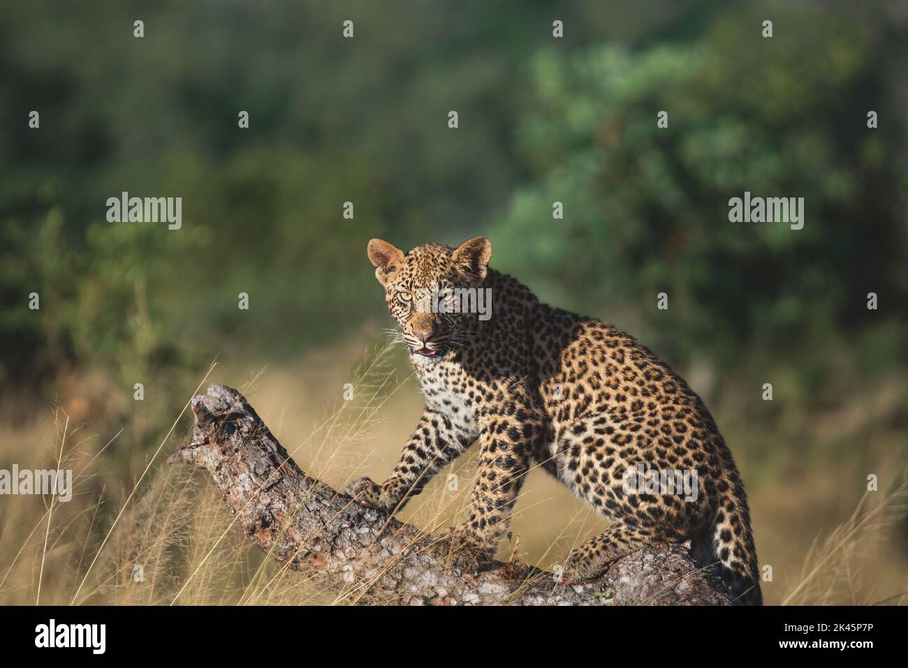 A leopard, Panthera pardus, sits down on a fallen marula tree, Sclerocarya birrea, direct gaze Stock Photo