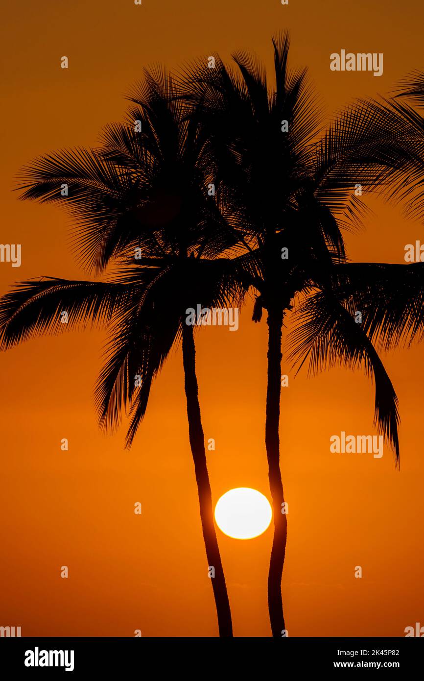 The sun in a glowing orange sky, viewed between two pine tree trunks Stock Photo