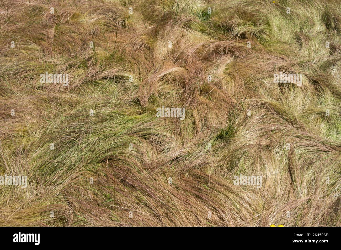 Field of windswept, wild grasses in summer, close up of long grass, overhead view. Stock Photo