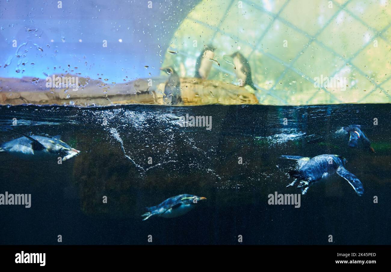 Berlin, Germany. 30th Sep, 2022. Penguins swim in the water and others