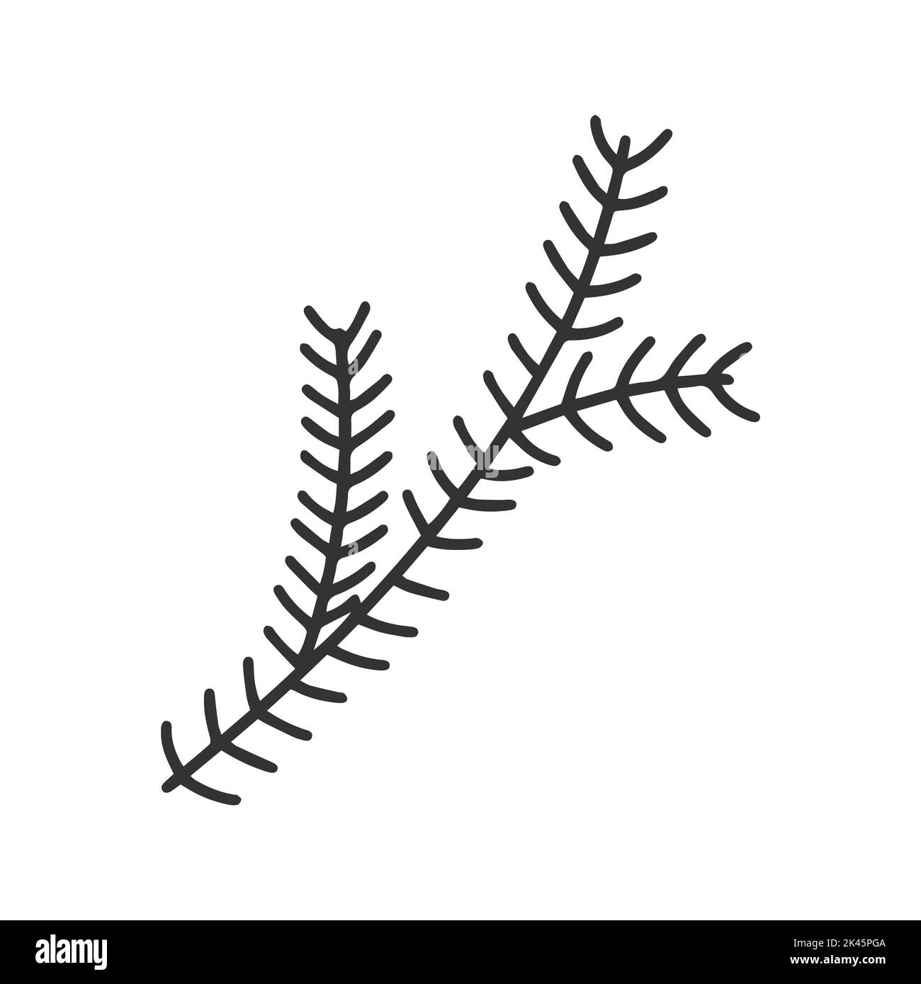 Pine or spruce branch doodle clipart. Black sketch coniferous vectoca isolated on white background. Natural christmas retro decoration vector Stock Vector