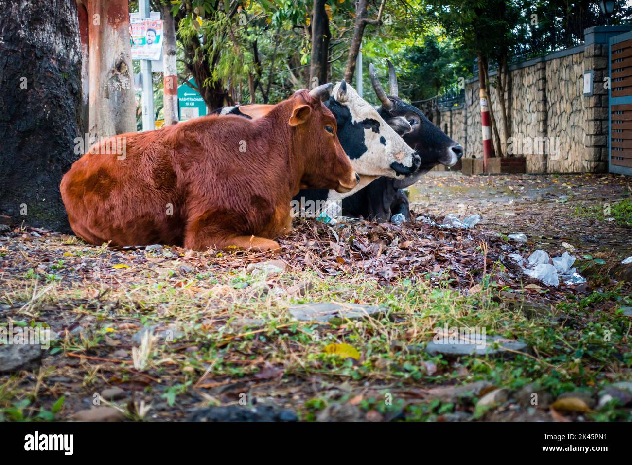 January 9th 2022. Dehradun, Uttarakhand India. A group of cows sitting on a roadside. Stock Photo