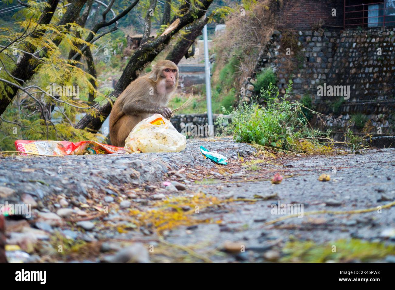 January 9th 2022 dehradun Uttarakhand India. Rhesus macaque (Macaca mulatta) or Indian Monkey sitting roadside searching garbage bags. Stock Photo
