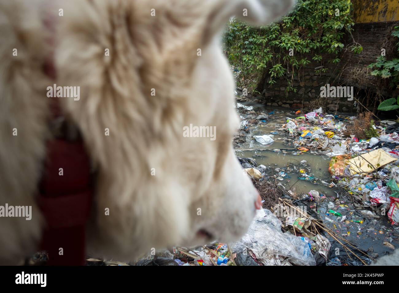 February 21st 2021 Dehradun India. White domestic himalayan shepherd dog on a leash looking at an open sewer full of garbage. Selective focus. Stock Photo