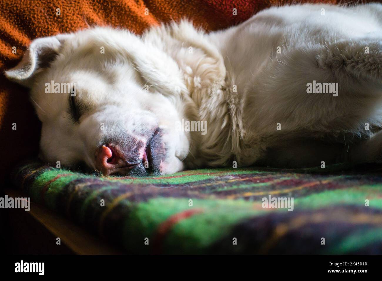 A close up shot of white himalayan shepherd dog sleeping on a bed in an Indian house hold. Stock Photo