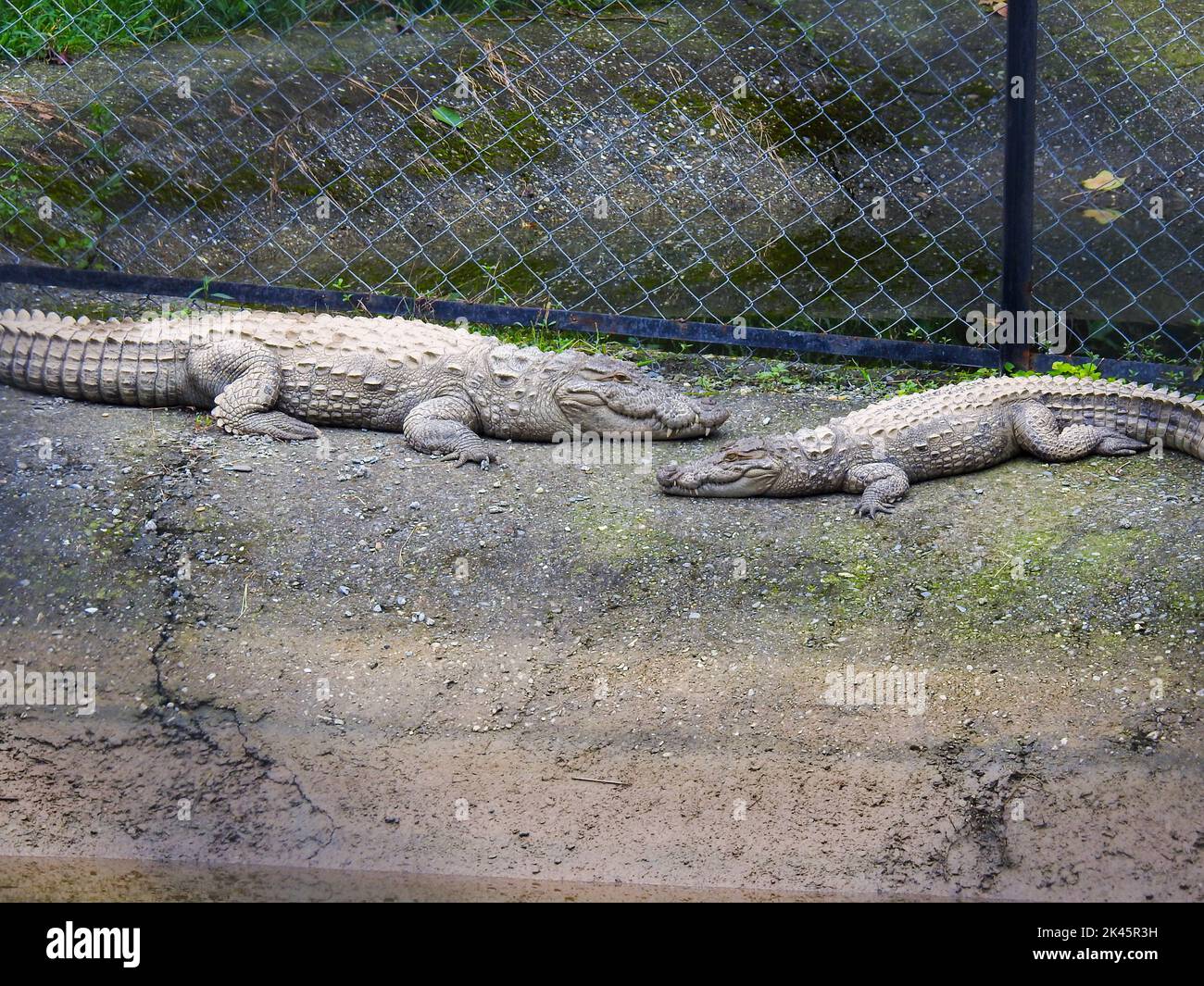 August 18th 2018, dehradun City Uttarakhand India. Alligators in captivity at Dehradun Malsi Zoo. Stock Photo