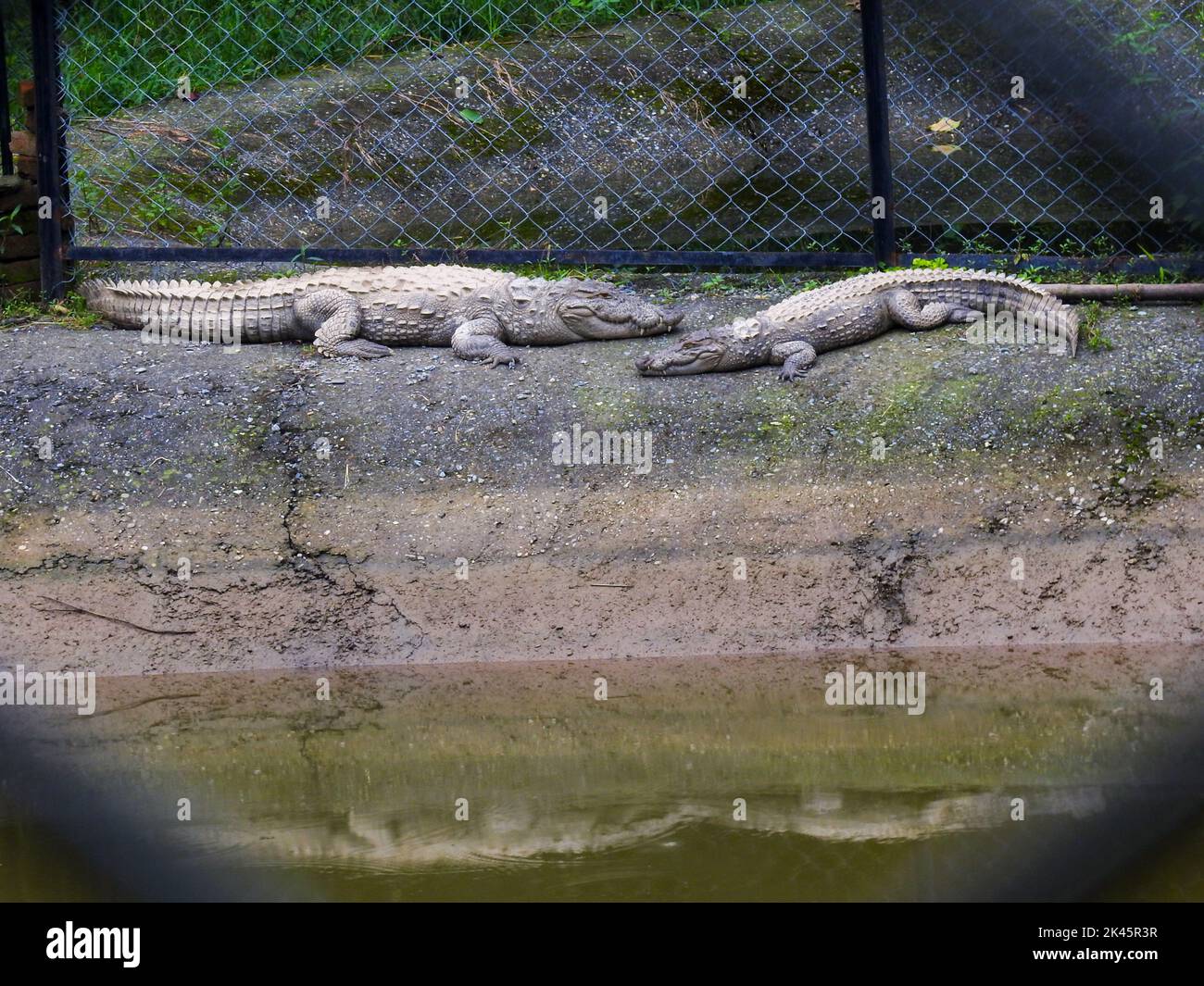 Malsi rajpur hi-res stock photography and images - Alamy