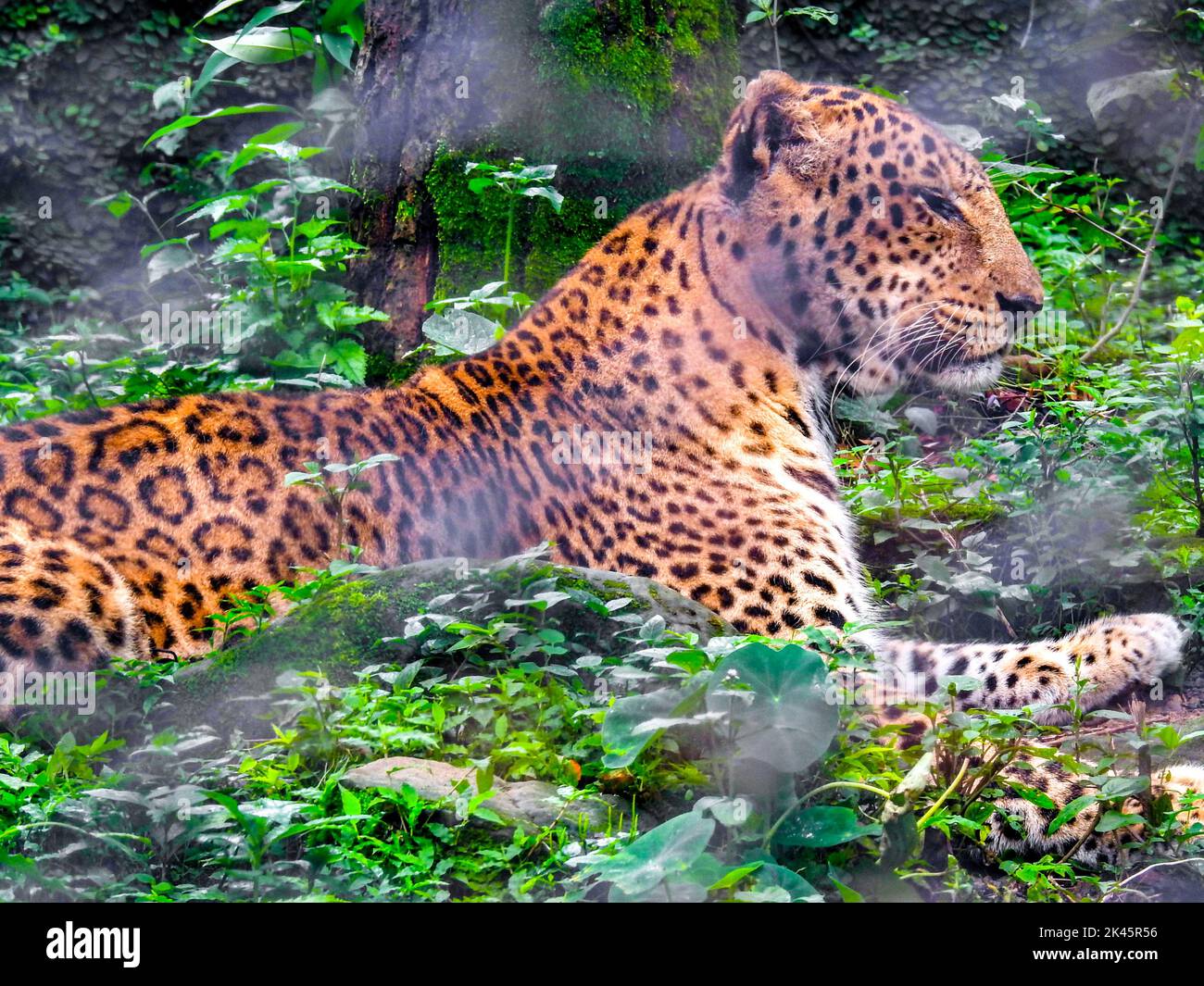 Caged leopard caged leopard in hi-res stock photography and images - Alamy Caged leopard caged leopard in hi-res stock photography and images - Alamy