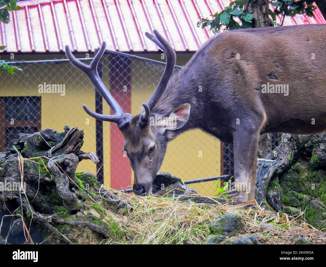 August 18th 2018, dehradun City Uttarakhand India. Sambar deer (Rusa unicolor) in captivity at Malsi Dehradun City Zoo. Stock Photo