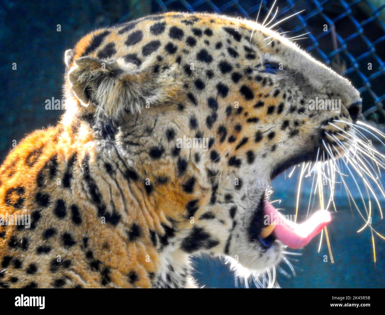 August 18th 2018, dehradun City Uttarakhand India. Leopard or Guldar yawning with visible teeth and tongue in captivity at Dehradun Malsi Zoo. Stock Photo