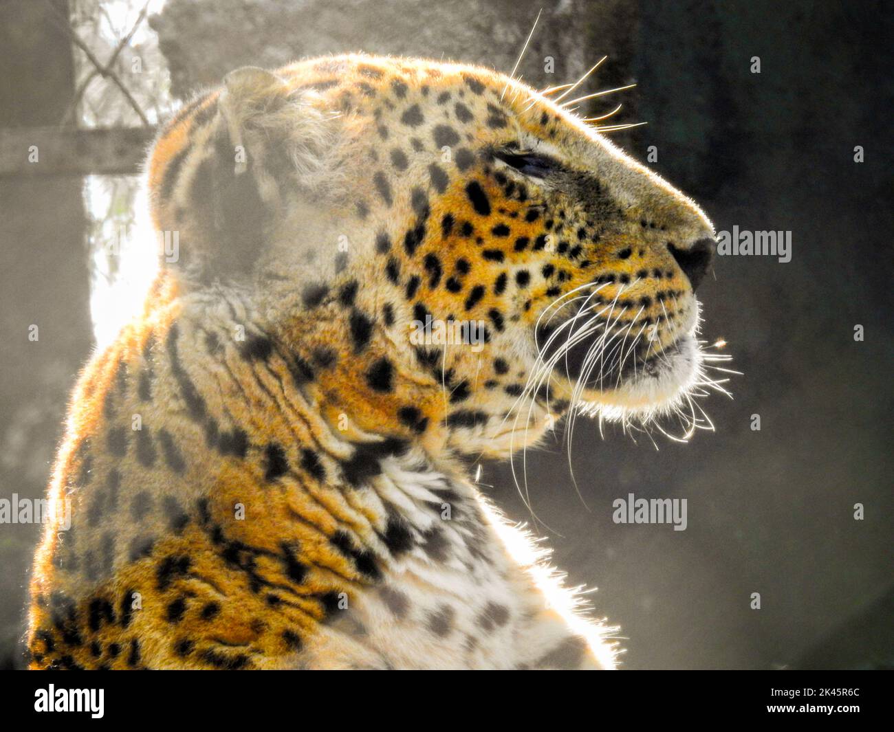 August 18th 2018, dehradun City Uttarakhand India. Leopard or Guldar in captivity at Dehradun Malsi Zoo. Stock Photo