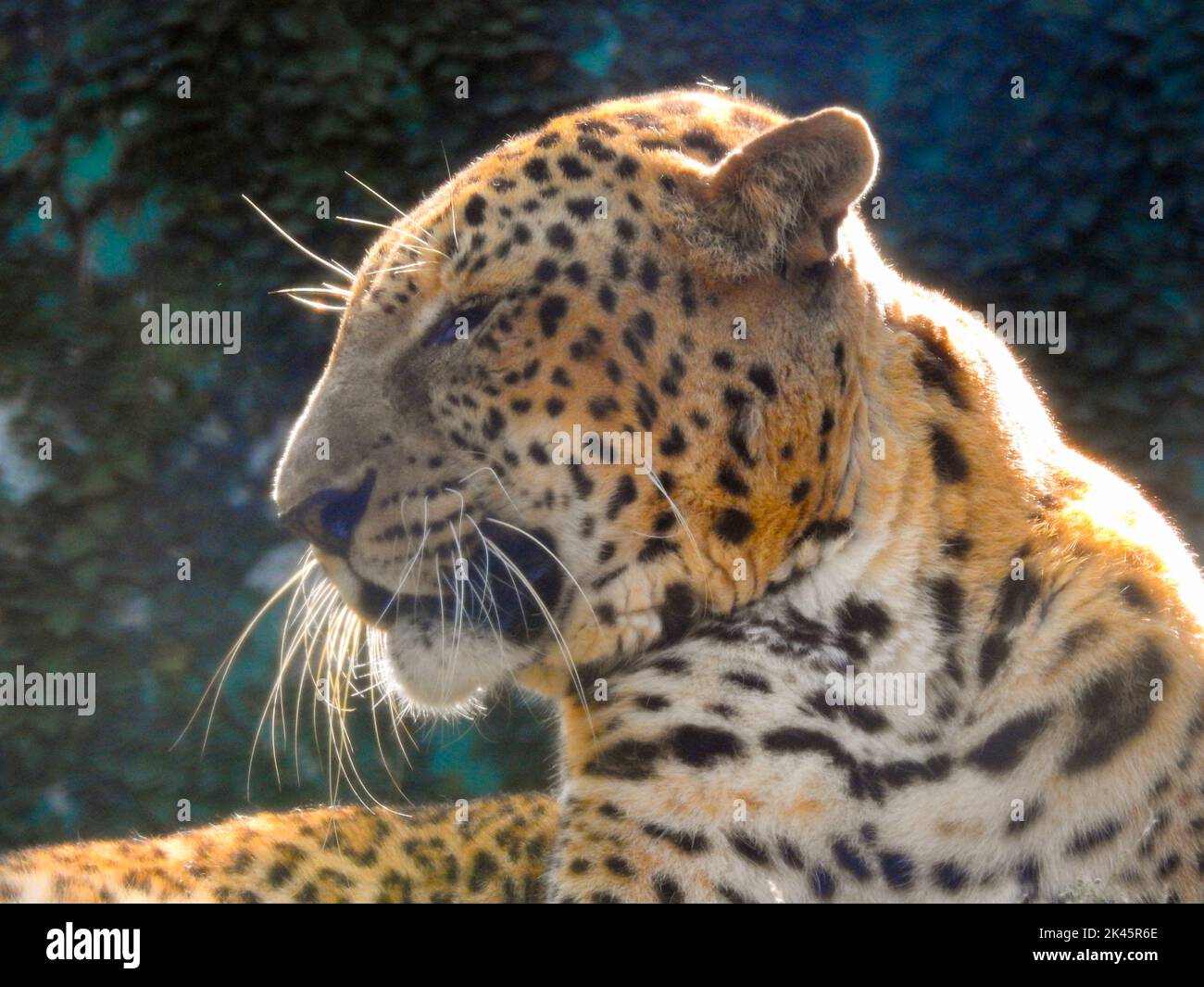 August 18th 2018, dehradun City Uttarakhand India. Leopard or Guldar in captivity at Dehradun Malsi Zoo. Stock Photo
