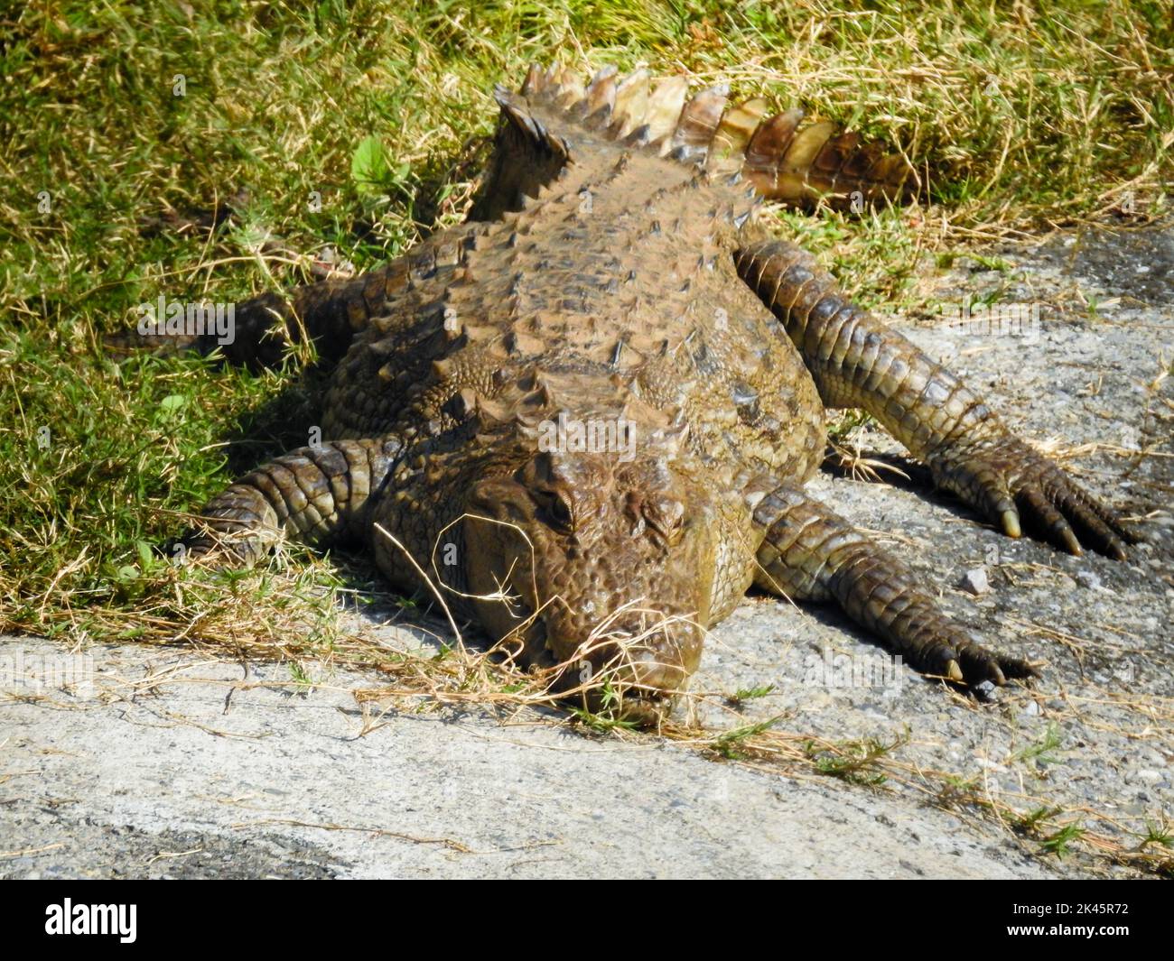 August 18th 2018, dehradun City Uttarakhand India. Alligators in captivity at Dehradun Malsi Zoo. Stock Photo