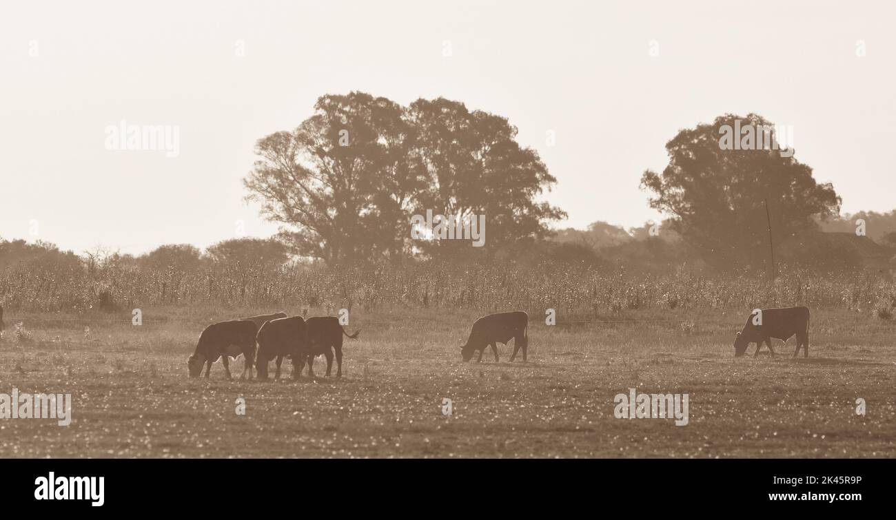 Cows raised with natural pastures, meat production in the Argentine ...