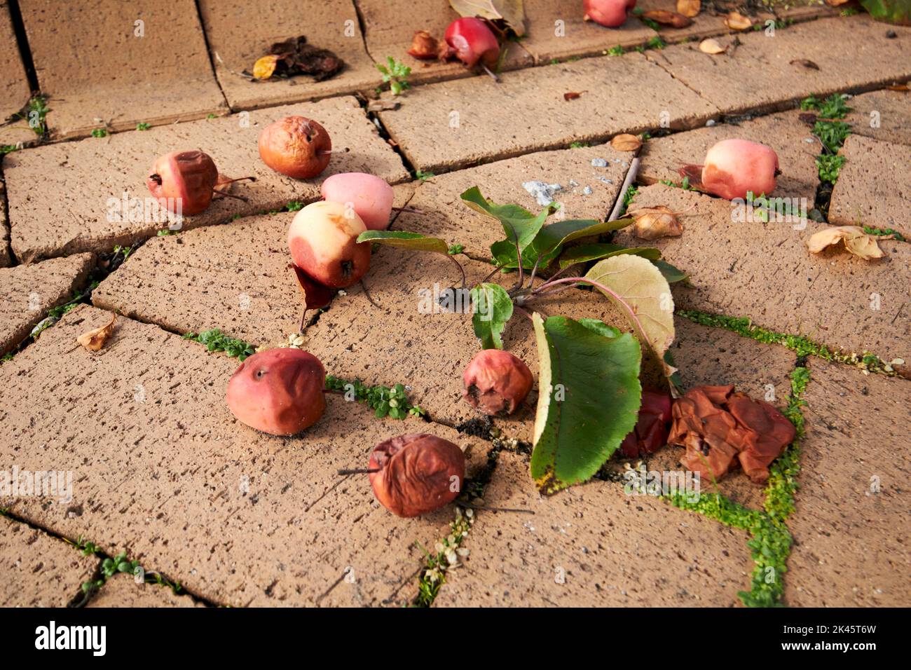 windfallen and rotting crab apples on a pavement in the uk Stock Photo