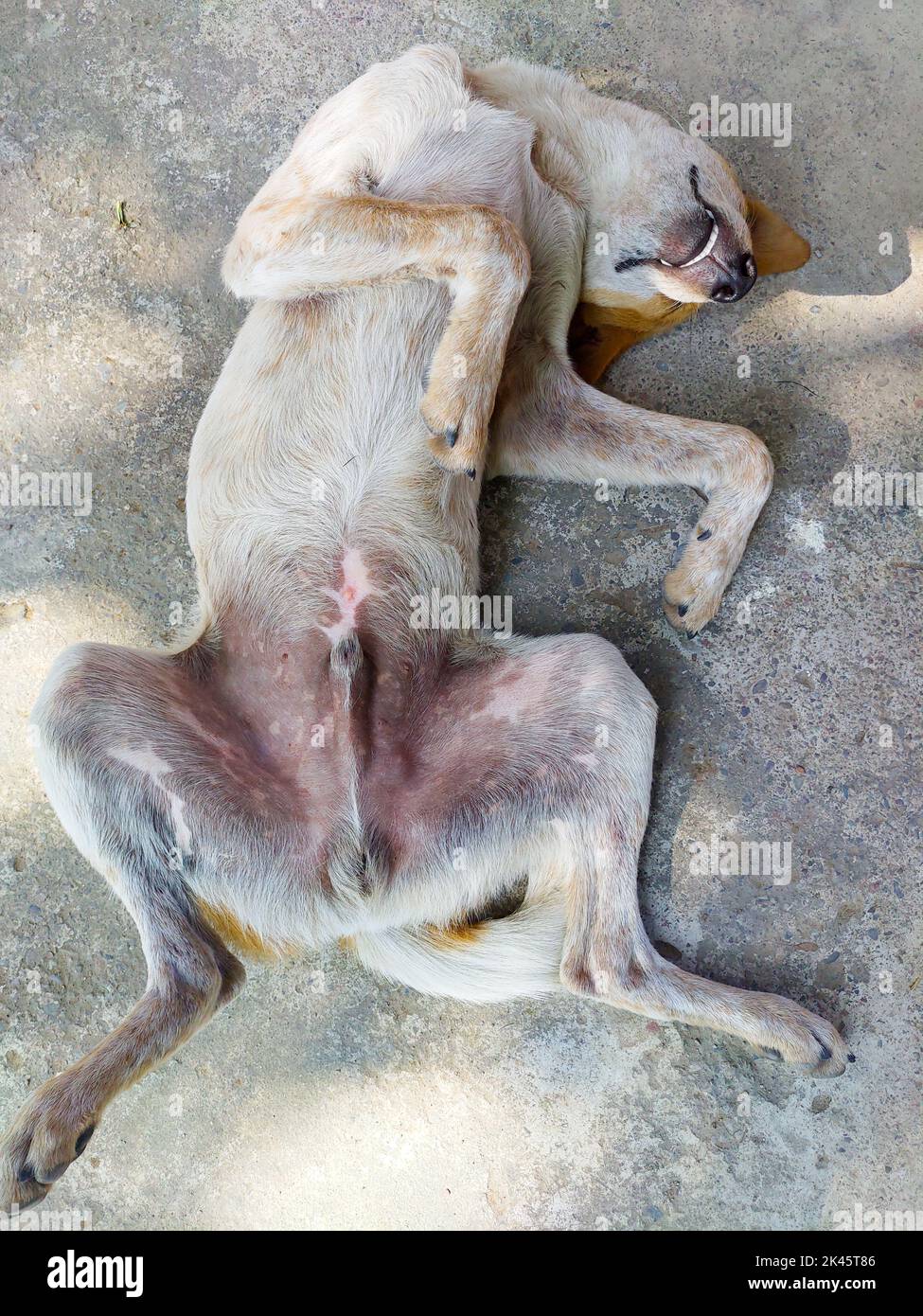 A white and brown Indian Pariah stray dog sleeping belly up in a playful pose. Uttarakhand India. Stock Photo