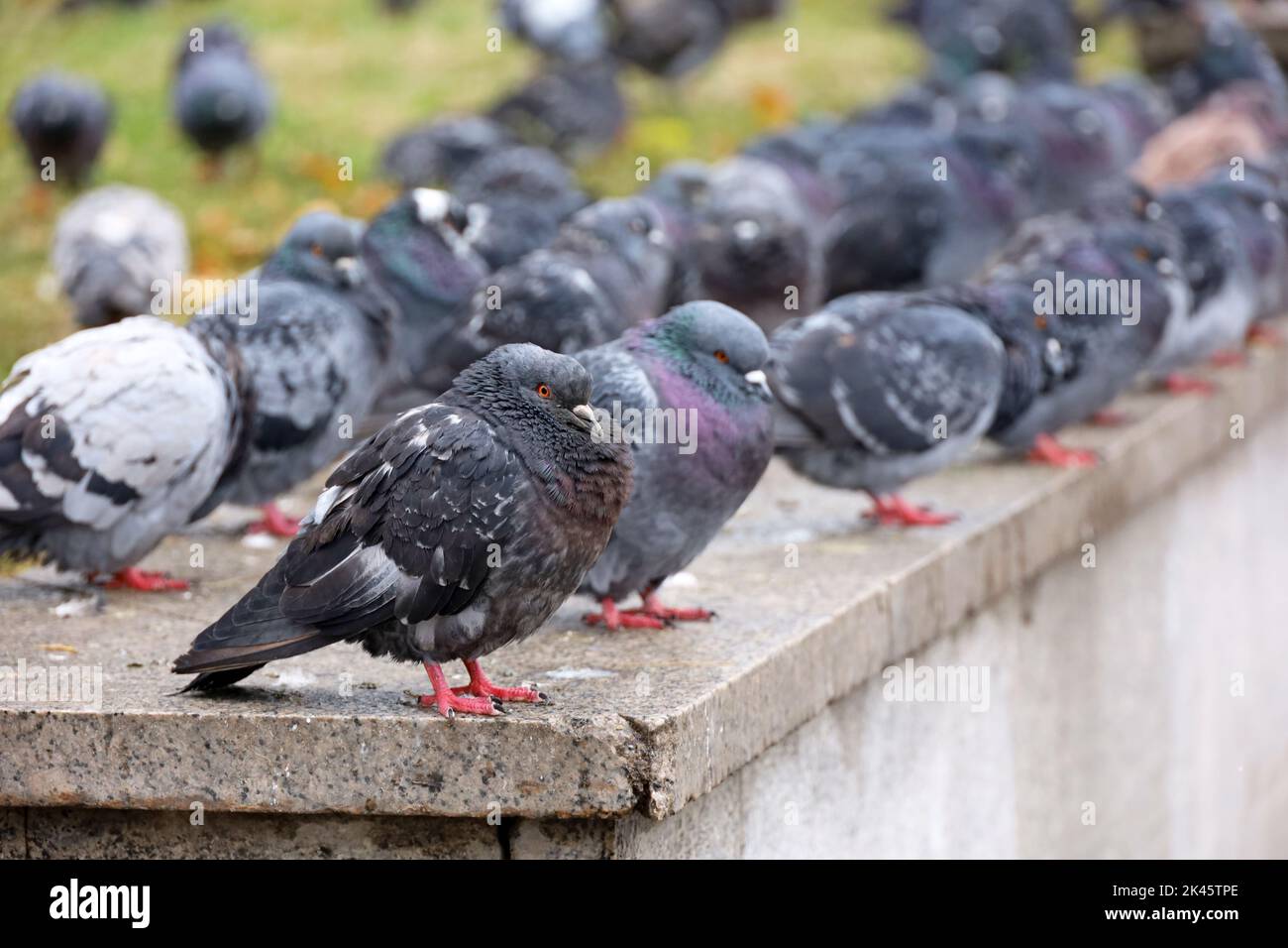 Flock of pigeons sitting in a row on stone parapet on city street Stock Photo