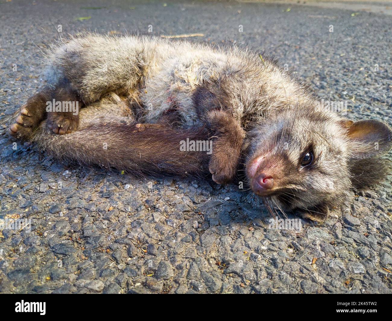 A gray fox pup laying dead after it met with an accident while crossing the road in the middle of a National Park . Uttarakhand India Stock Photo