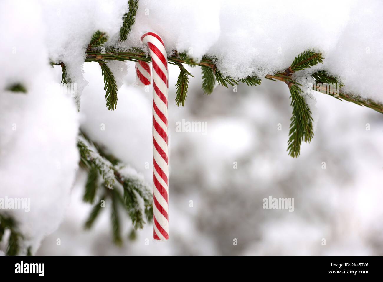 Christmas candy cane hanging on a fir tree branch covered with snow. Fairy winter forest, background for New Year celebration, cold weather Stock Photo