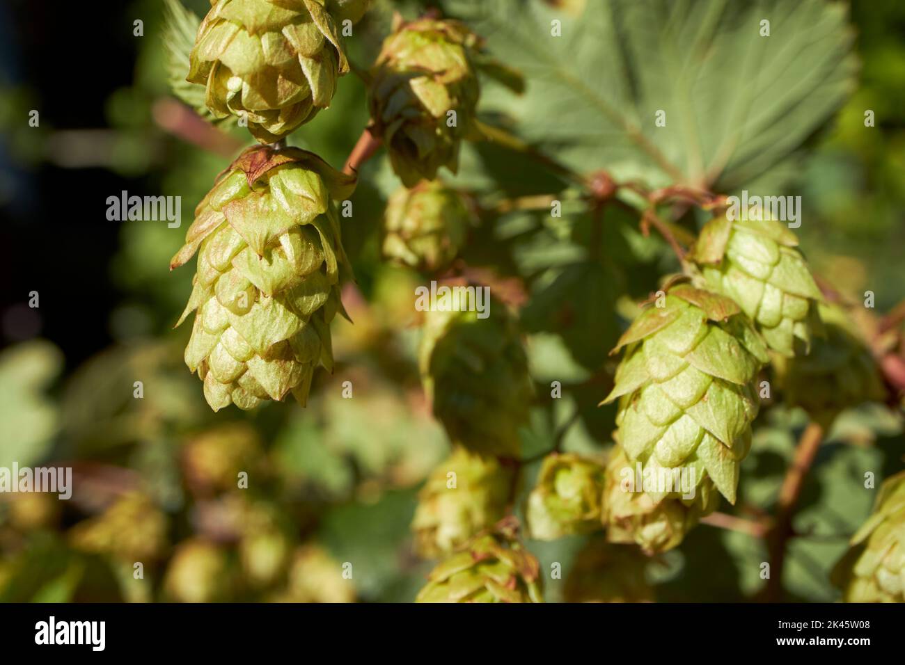 green cascade hop flowers humulus lupulus growing in autum in the uk Stock Photo