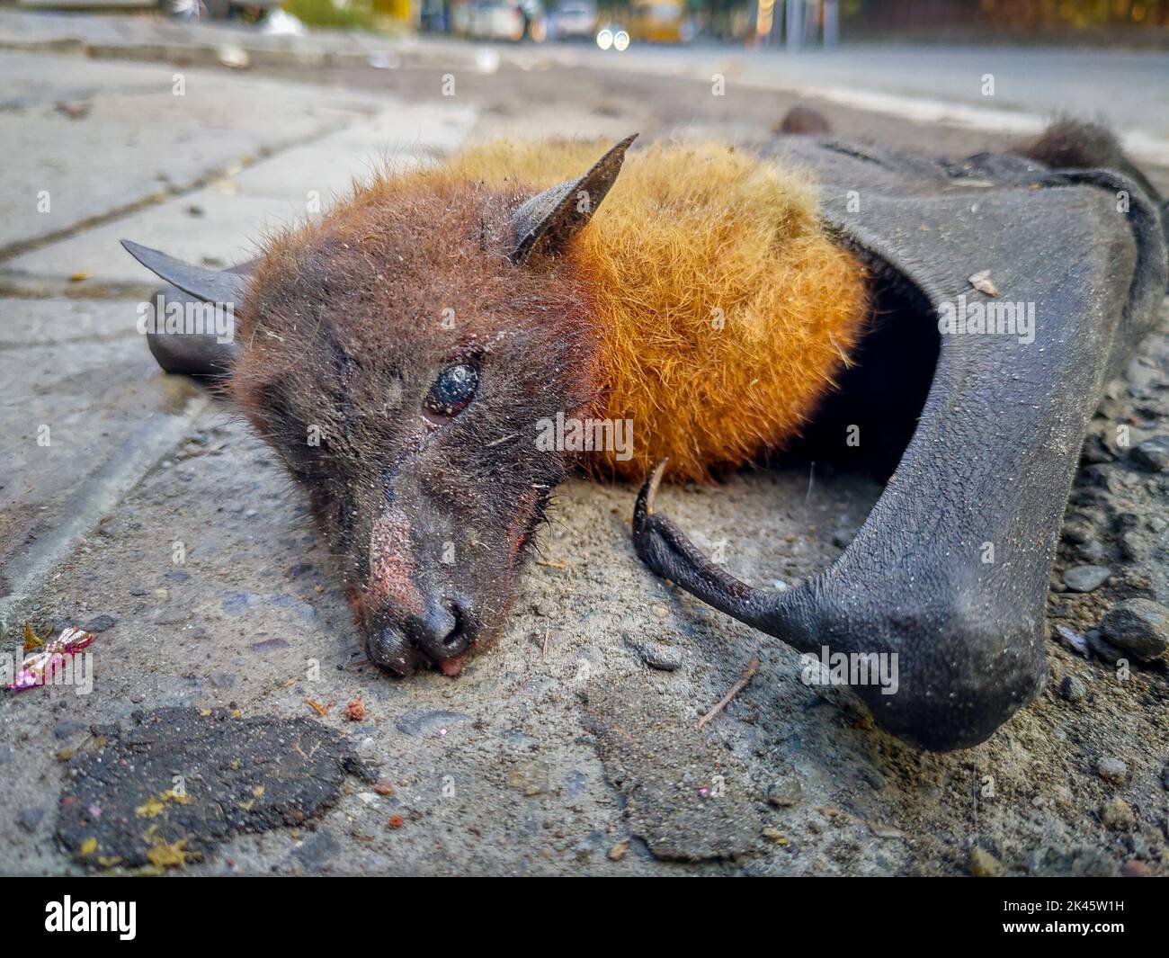 A dead electrocuted bat in the middle of the road. Uttarakhand India. Stock Photo
