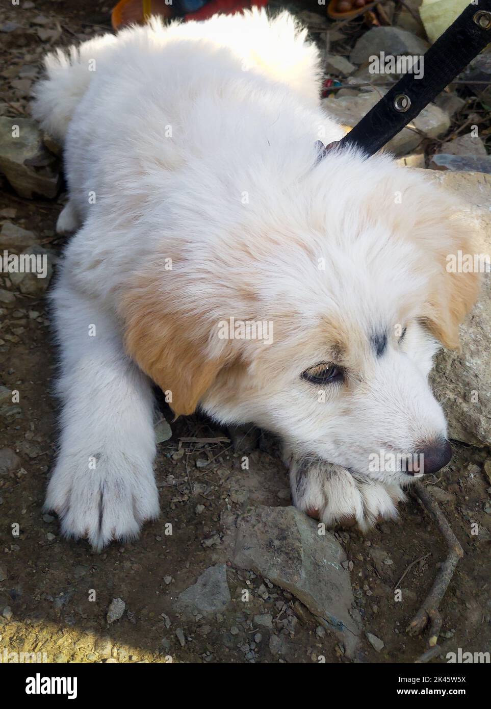 A close up shot of a cute white himalayan shepherd puppy in India sitting. Uttarakhand India. Stock Photo