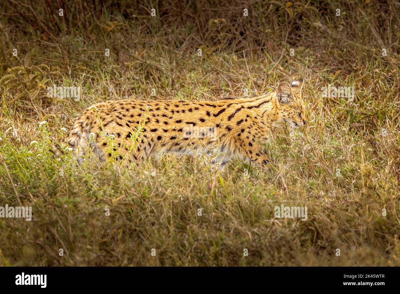 A serval cat in the wilderness of the Serengeti, Tanzania Stock Photo