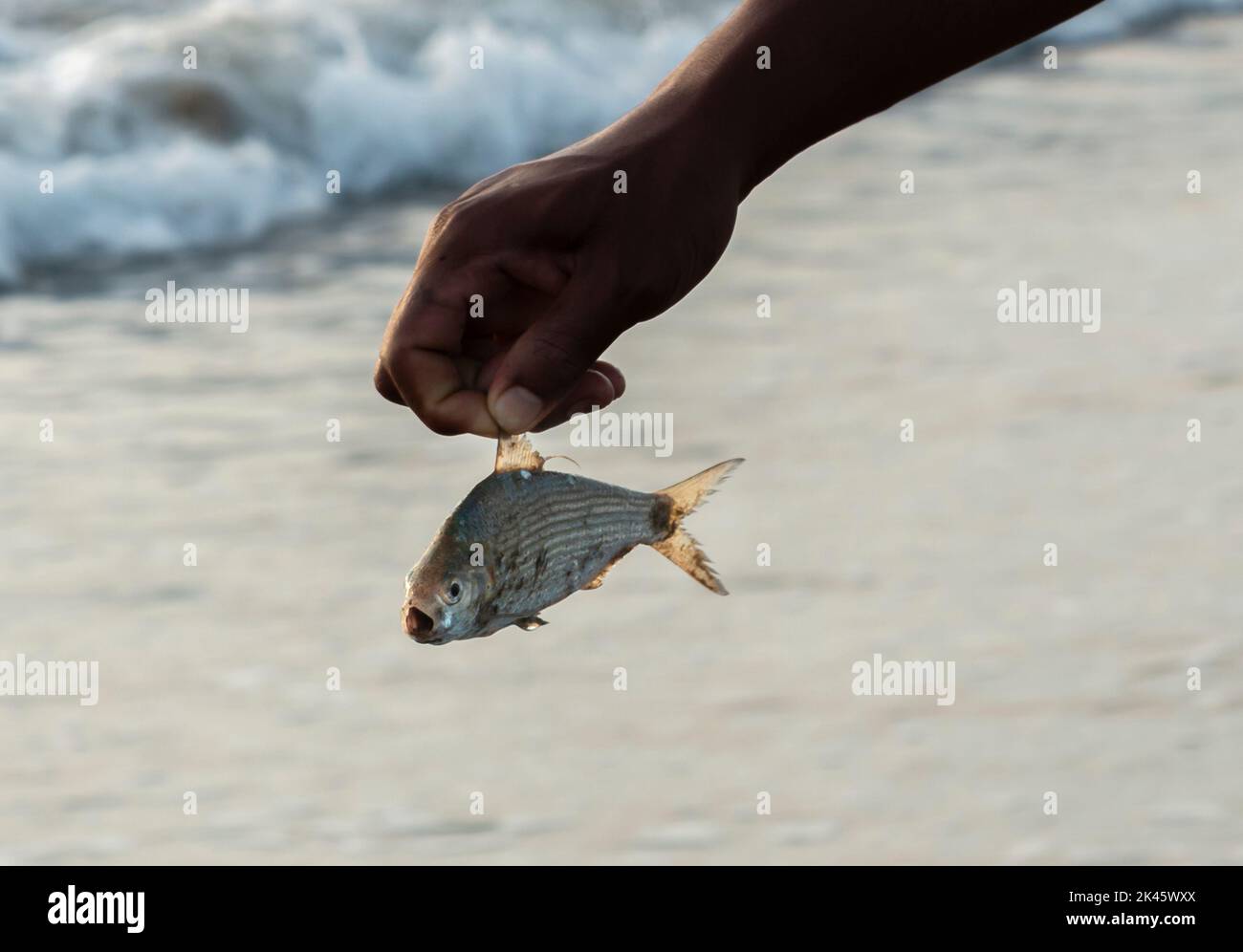 Fishermen carrying a dead fish from the sea Stock Photo