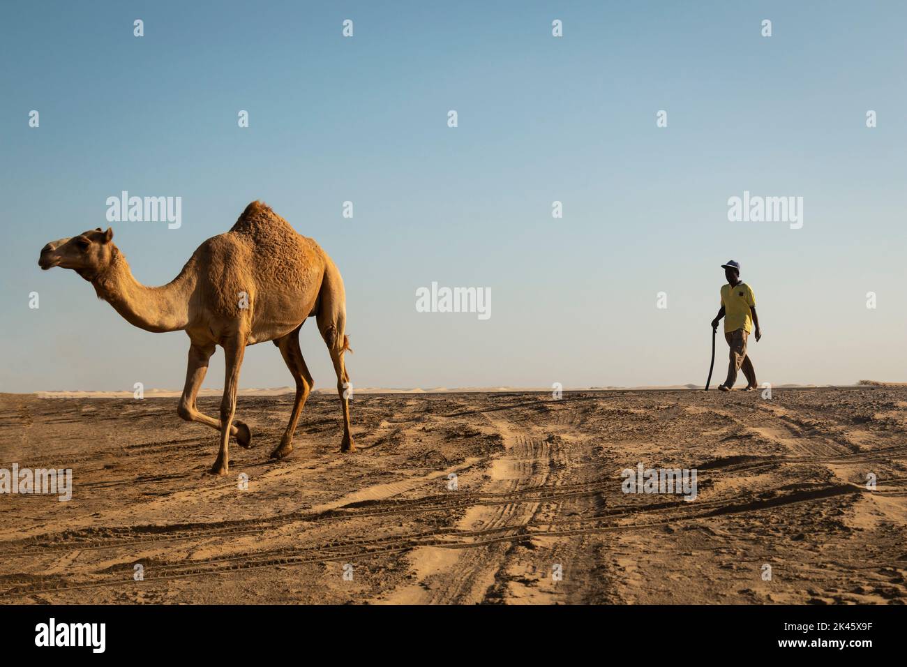 Camels walking through the desert with his caretaker Stock Photo