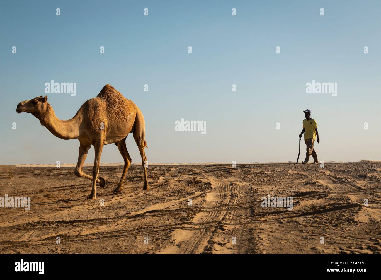 Emirati Men With Camels Hi-res Stock Photography And Images - Alamy