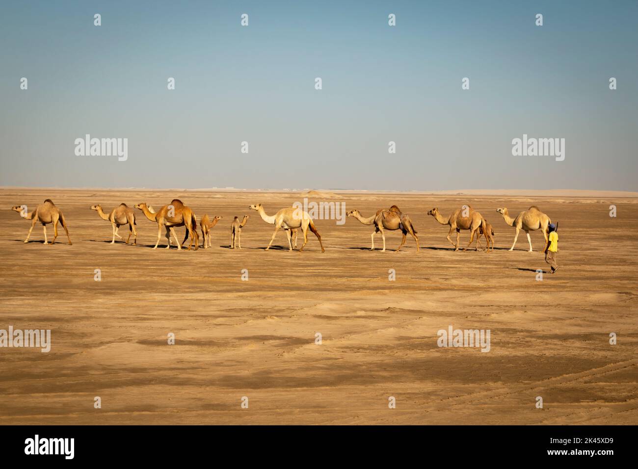 Camels walking through the desert with his caretaker Stock Photo