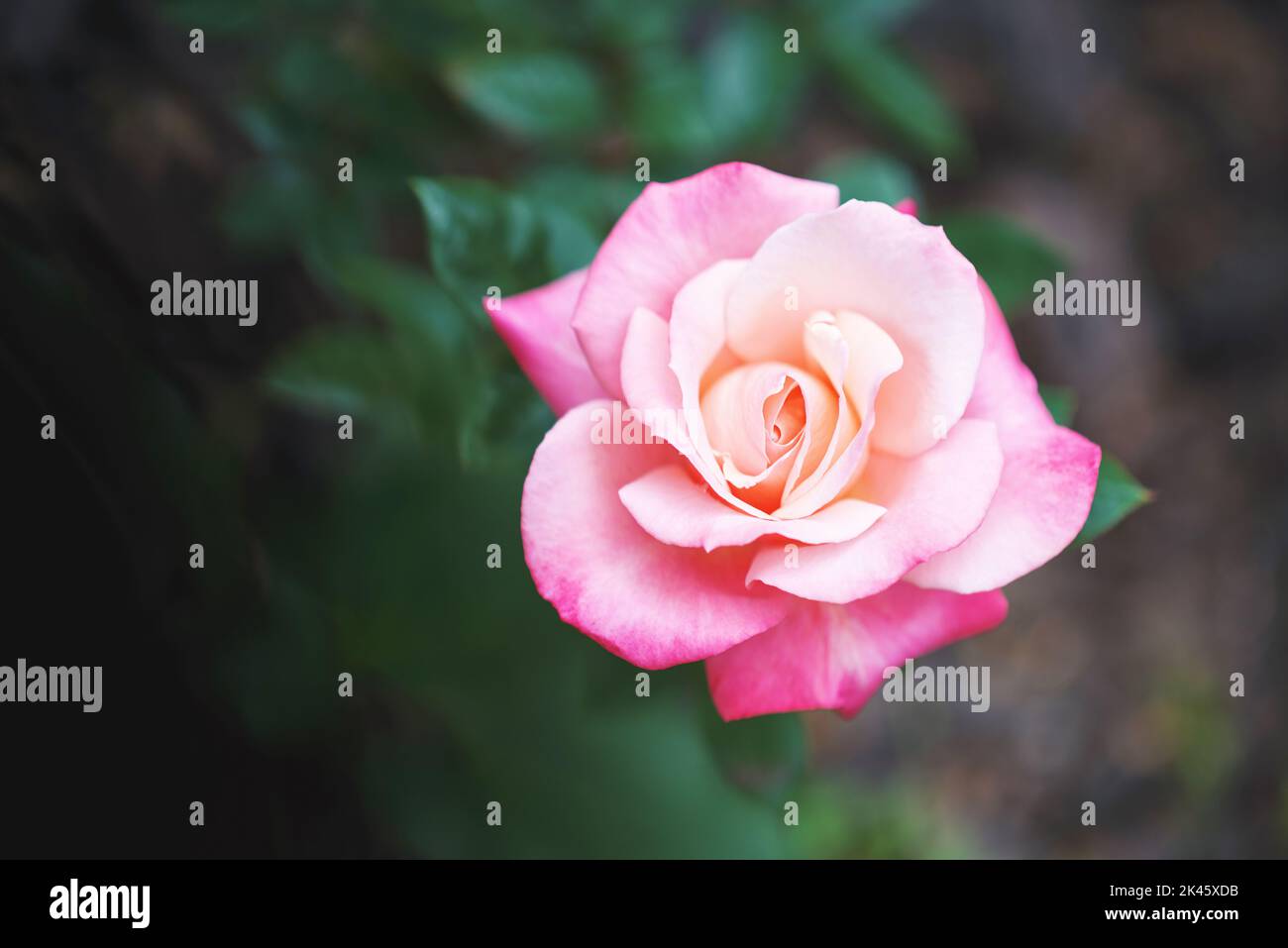 Tea rose, summer flower and nature plant in a garden in summer, love for flowers in spring and growth of ecology in nature. Beauty of natural floral Stock Photo