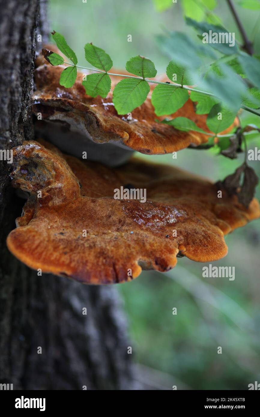 Orange mushrooms on tree trunk Stock Photo
