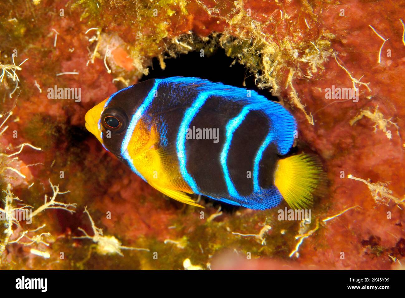A juvenile queen angelfish in Roatan Honduras hides within the crevices of a reef. They are very shy and hard to photograph without a lot of patience. Stock Photo