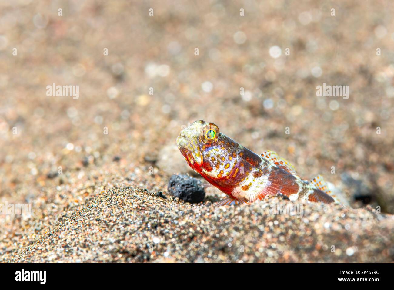 A jawfish removes a rock from its den to make more room and keep it tidy. Stock Photo