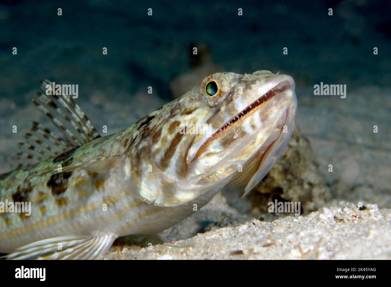 Fish lizard hi-res stock photography and images - Alamy
