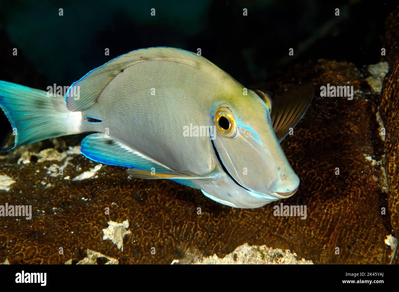 A colorful, yet shy, surgeonfish, swims along a reef in Roatan Honduras at night looking for small crabs to feed on. Stock Photo