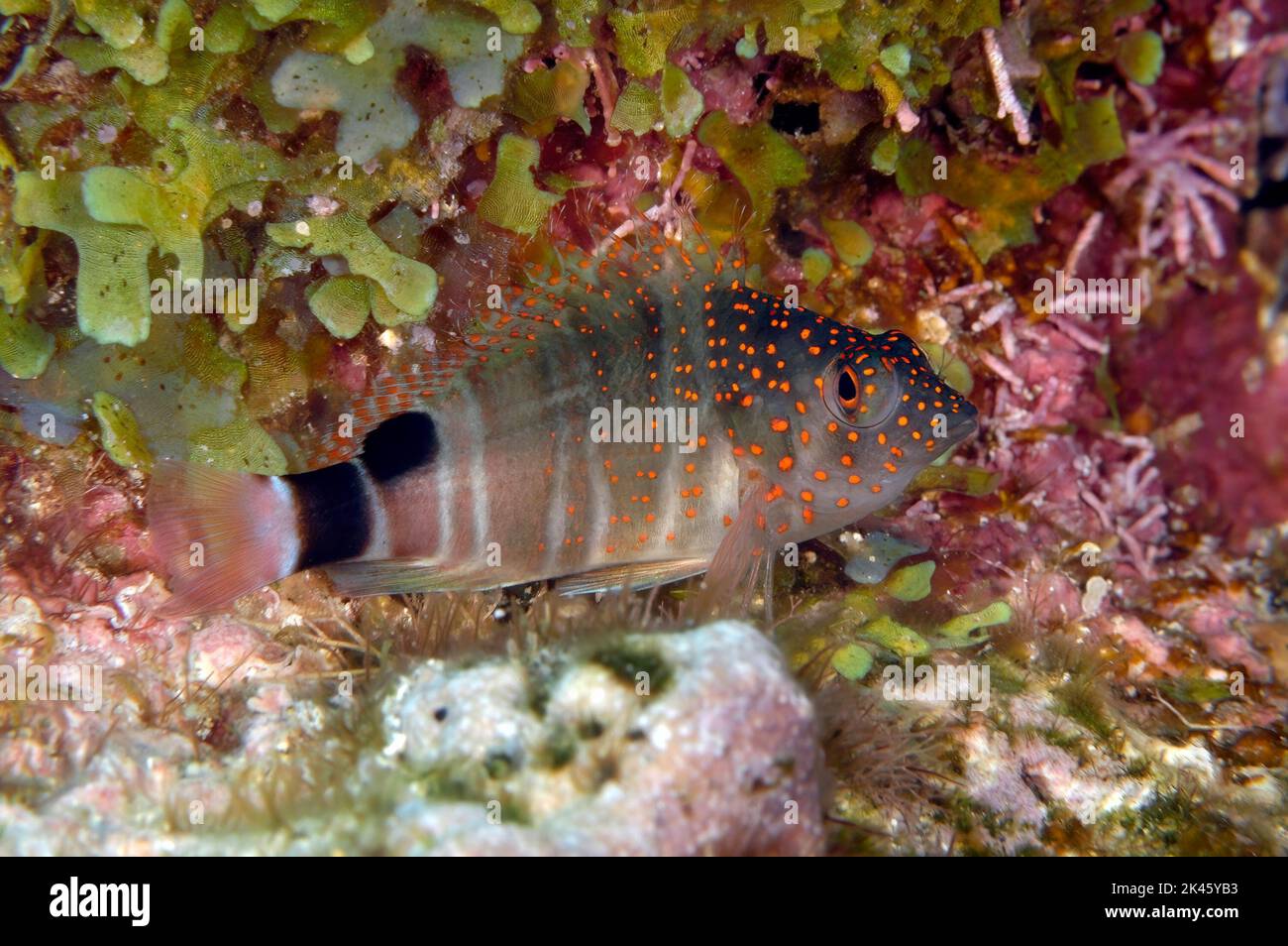 A razorfish rests on a colorful reef of hard coral and vegetation in Roatan Honduras. waiting to ambush a small crab for food. Stock Photo
