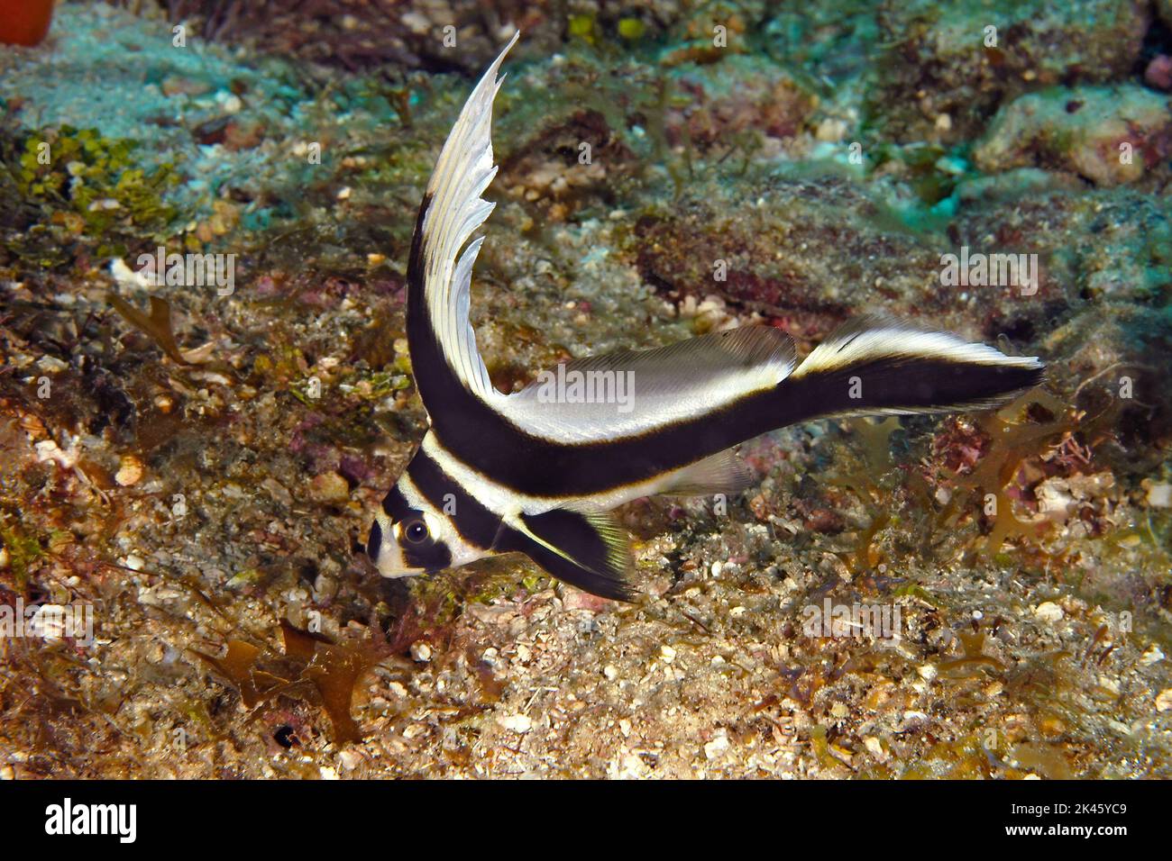 The elusive spotted drum swims along the edge of a reef moving rapidly, undulating its body making it very difficult to photograph. Stock Photo