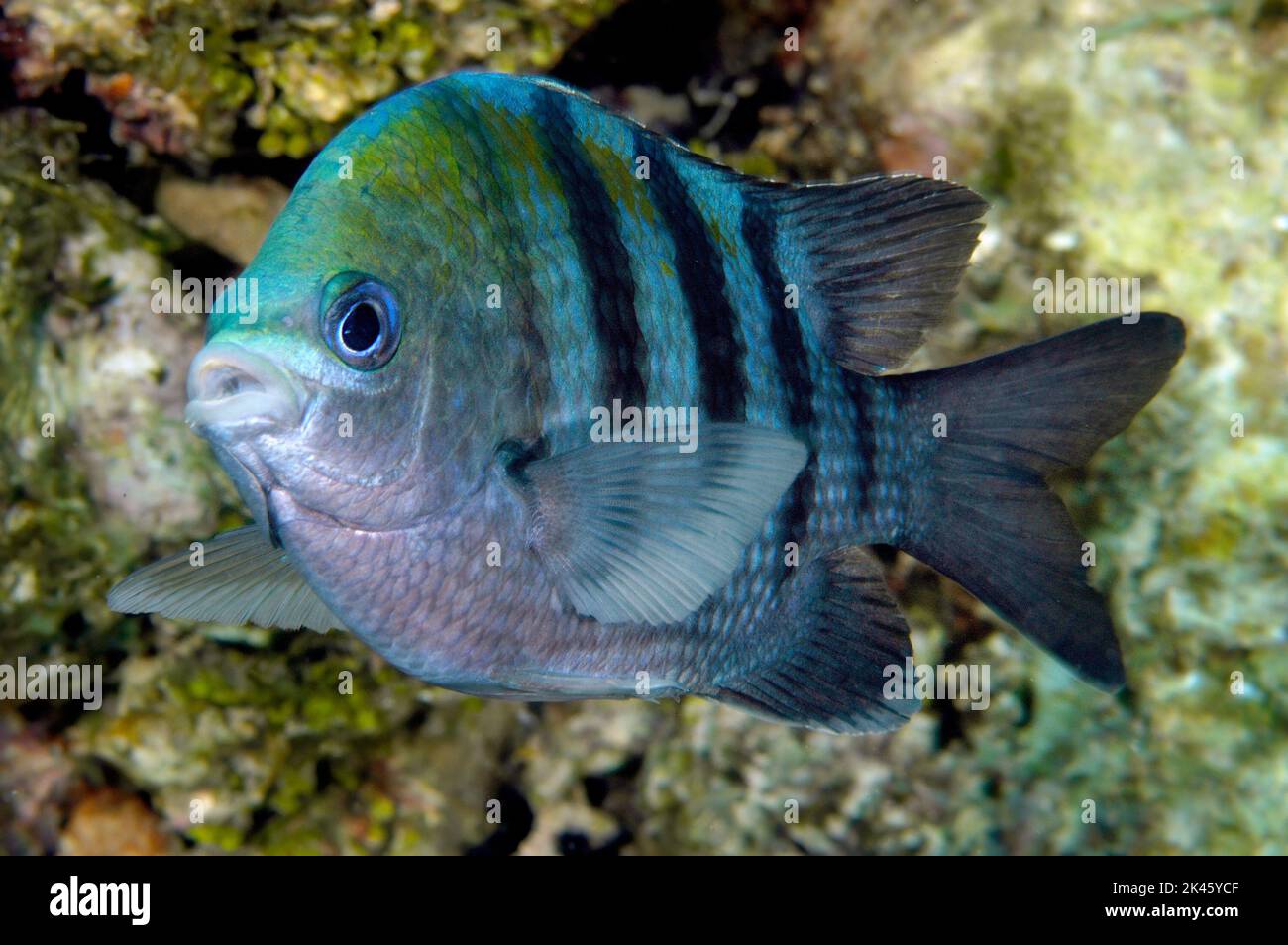 A Caribbean damselfish called a sergeant major cruises a reef looking for food in the waters of Roatan in Honduras. Stock Photo