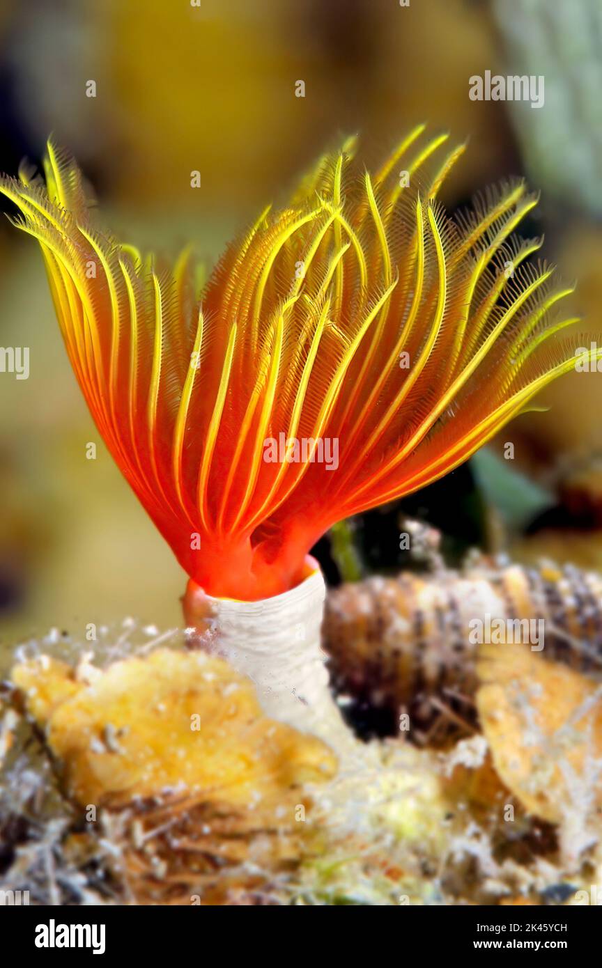 A feathery tube worm on a reef in the beautiful waters of Roatan in Honduras displays its beautiful gills that are used to catch plankton. Stock Photo